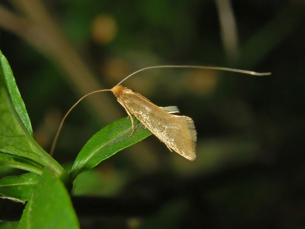 Una falena dorata